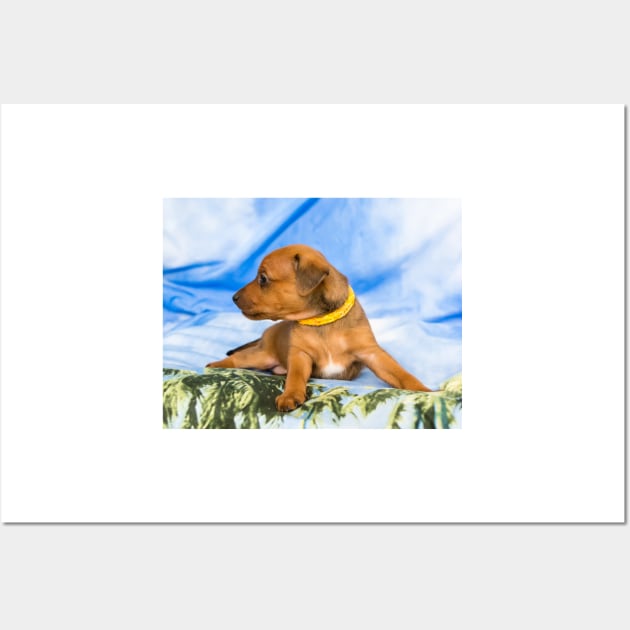 Red Miniature Pinscher puppy, 1 months old Wall Art by lena-maximova